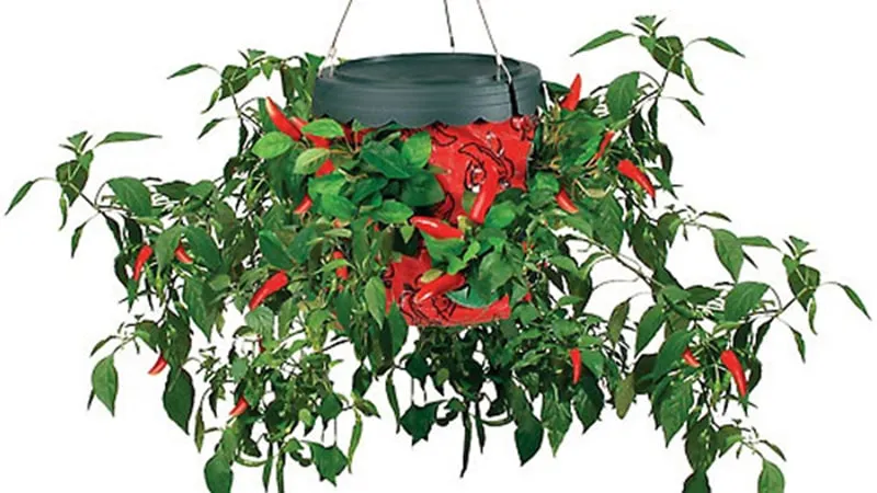 Анонс Topsy Turvy Hot Pepper Planter для выращивания перца