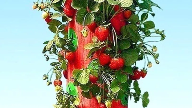 Анонс Topsy Turvy Strawberry Planter для выращивания клубники