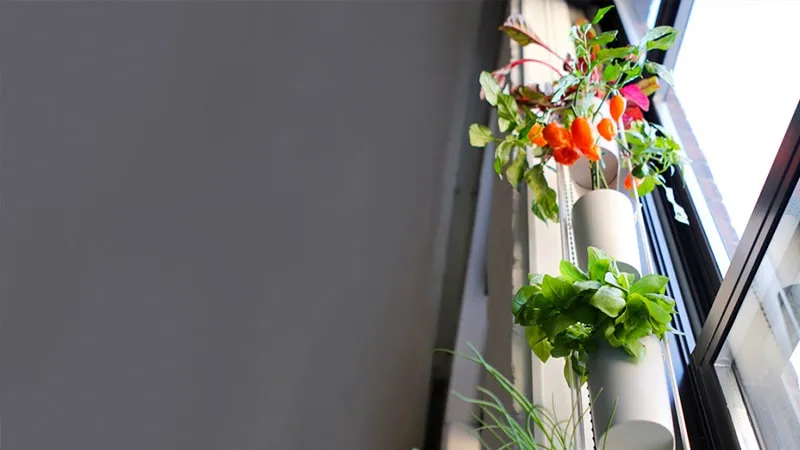 Создайте домашний сад с помощью Windowfarms