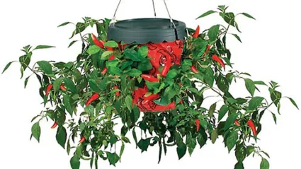 Изображение к статье - Анонс Topsy Turvy Hot Pepper Planter для выращивания перца