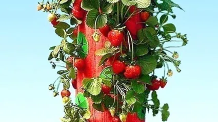 Изображение к статье - Анонс Topsy Turvy Strawberry Planter для выращивания клубники