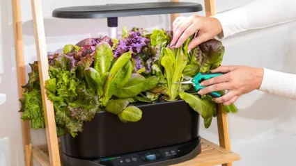 Изображение к статье - Гидропонная установка AeroGarden