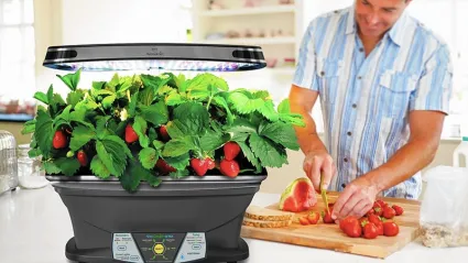 Изображение к статье - Земляника на установке AeroGarden