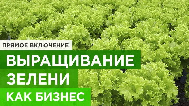 Выращивание зелени как бизнес