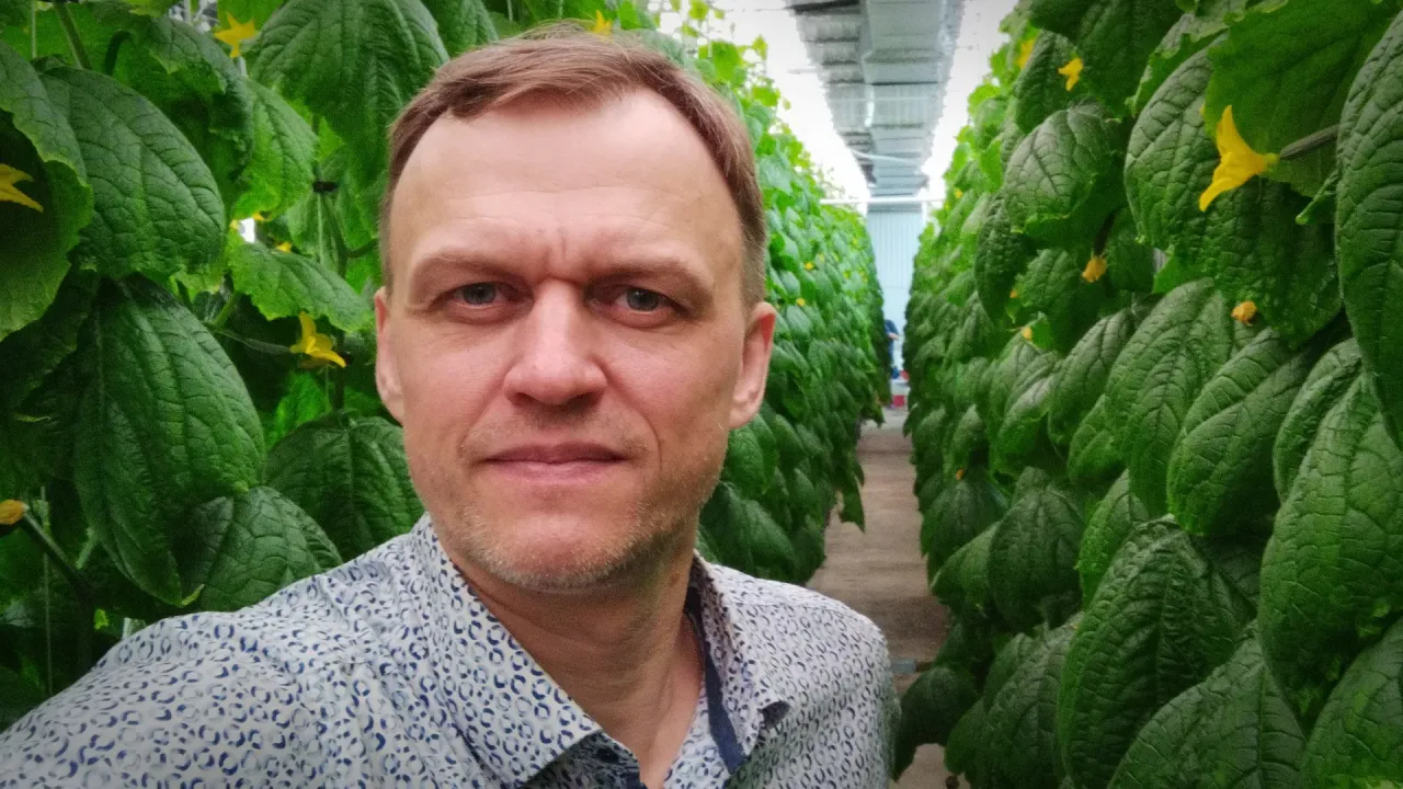 Аудит фермы по выращиванию огурца