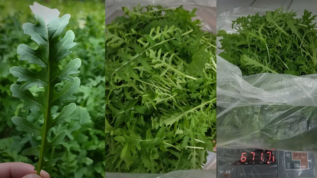 Рукола выращенная на гидропонике на продажу