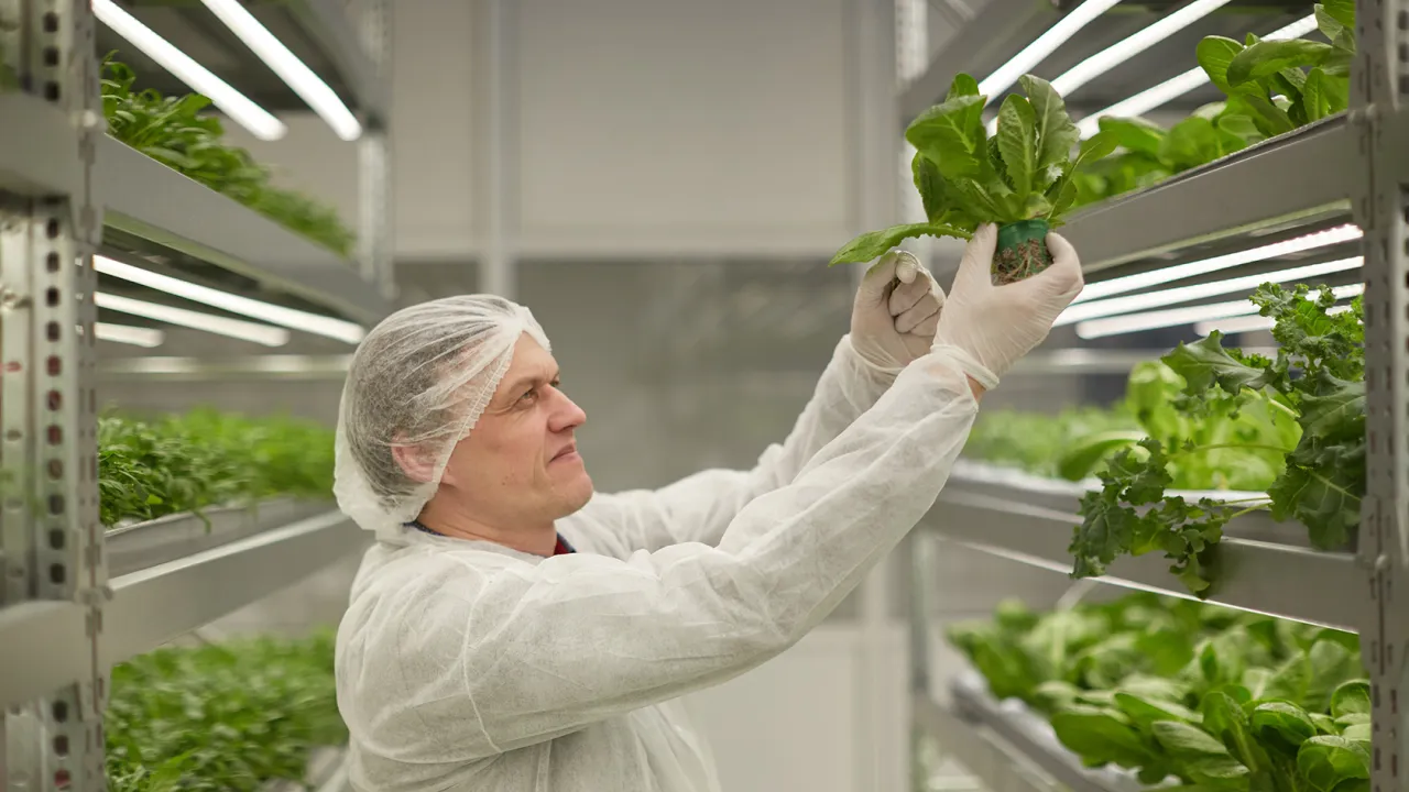 Производство салата в iFarm на гидропонике